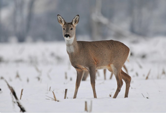ошибки при охоте на косулю скрадом зимой ошибки при охоте на косулю скрадом зимой